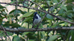 Ficedula superciliaris