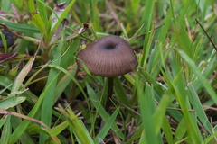 Entoloma atrum