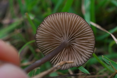 Entoloma atrum