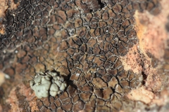 Heteroplacidium
