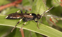 Ichneumon feriens