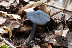Entoloma