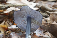 Entoloma