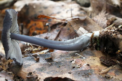 Entoloma