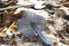 Entoloma