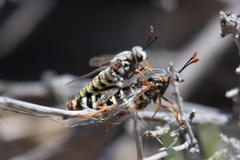 Opomydas townsendi
