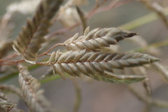 Eragrostis nindensis