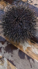 Evechinus