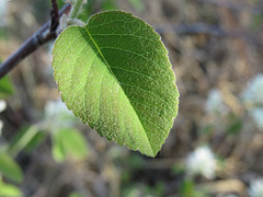 Amelanchier interior