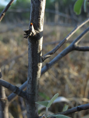 Amelanchier interior