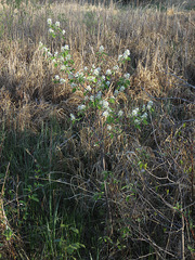 Amelanchier interior