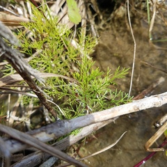 Eupatorium leptophyllum