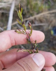 Symphyotrichum expansum