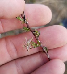 Symphyotrichum expansum