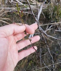 Symphyotrichum expansum