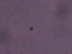 Microcystaceae