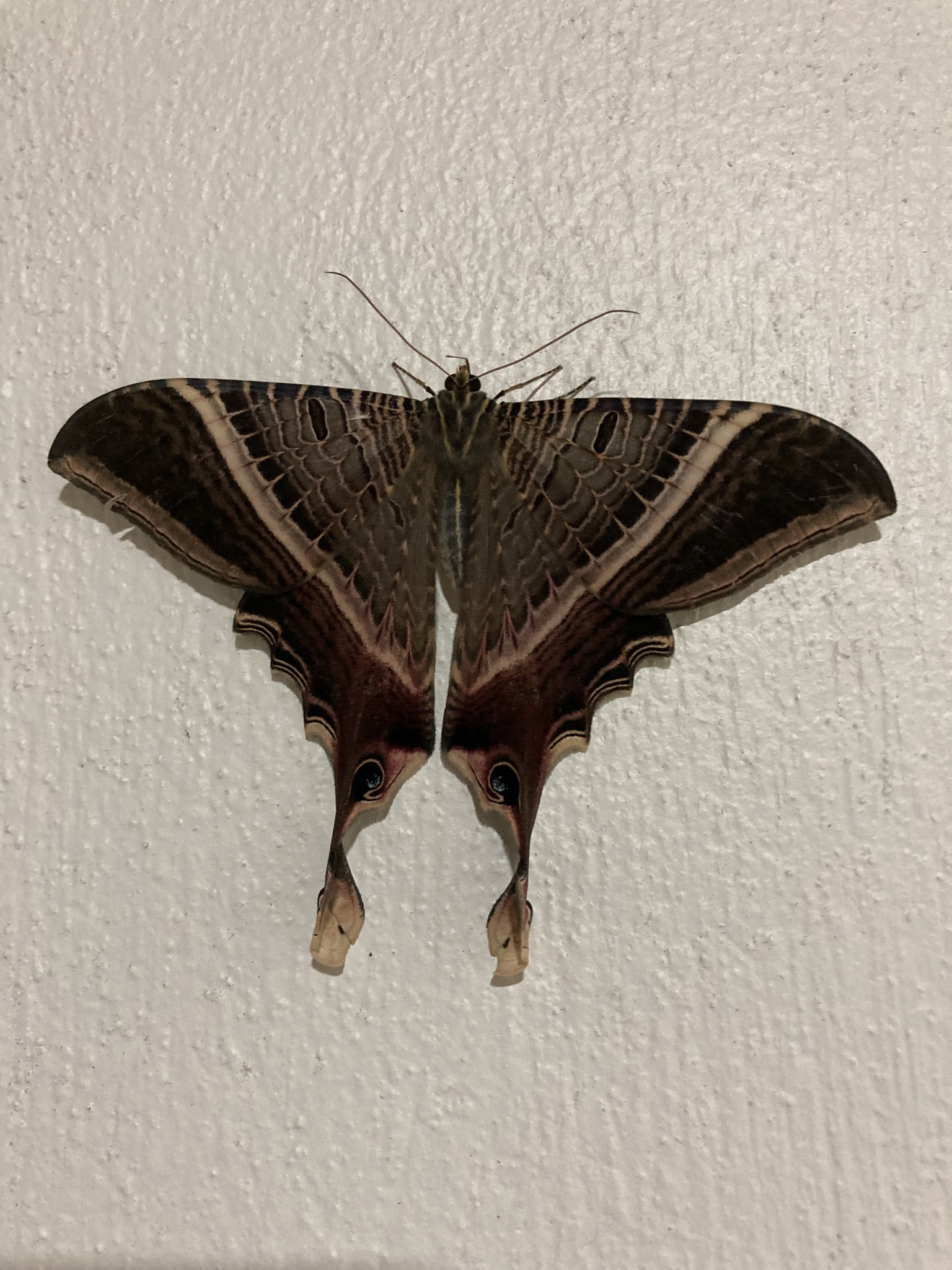 Nothus lunus Linnaeus, 1758