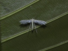 Pterophorus lacteipennis