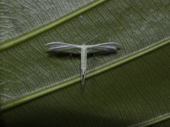 Pterophorus lacteipennis