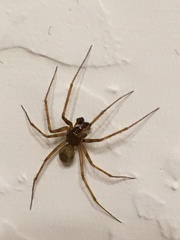 Lepthyphantes leprosus