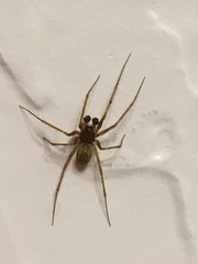 Lepthyphantes leprosus