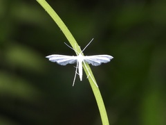 Pterophorus lacteipennis
