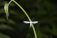 Pterophorus lacteipennis