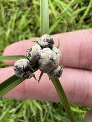 Testicularia