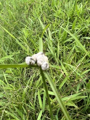 Testicularia