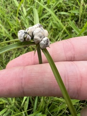 Testicularia