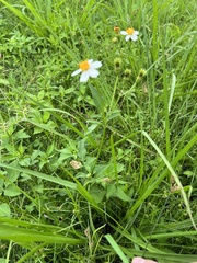 Bidens