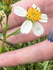 Bidens