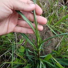 Symphyotrichum expansum