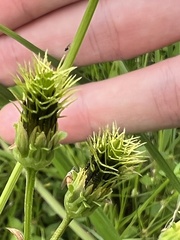 Bidens