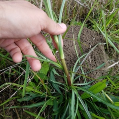 Symphyotrichum expansum