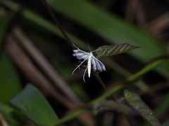 Pterophorus lacteipennis