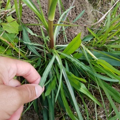 Symphyotrichum expansum
