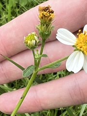 Bidens
