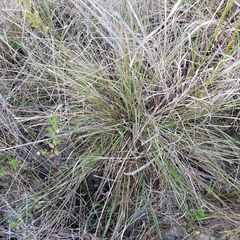 Eragrostis elliottii