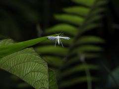 Pterophorus lacteipennis