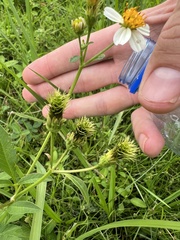 Bidens
