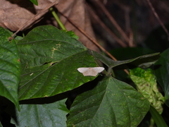 Maxates melancholica