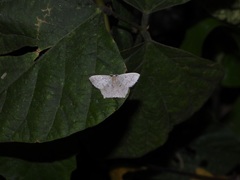 Maxates melancholica