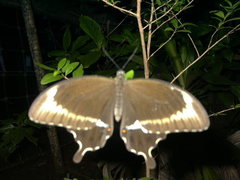 Papilio fuscus capaneus