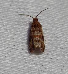 Lobesia xylistis