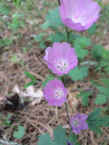 Sidalcea asprella ssp. asprella