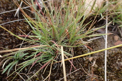 Microchloa caffra
