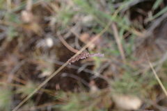 Microchloa caffra