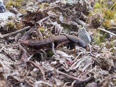 Platydracus mysticus
