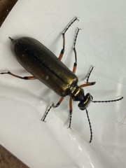 Lytta aenea